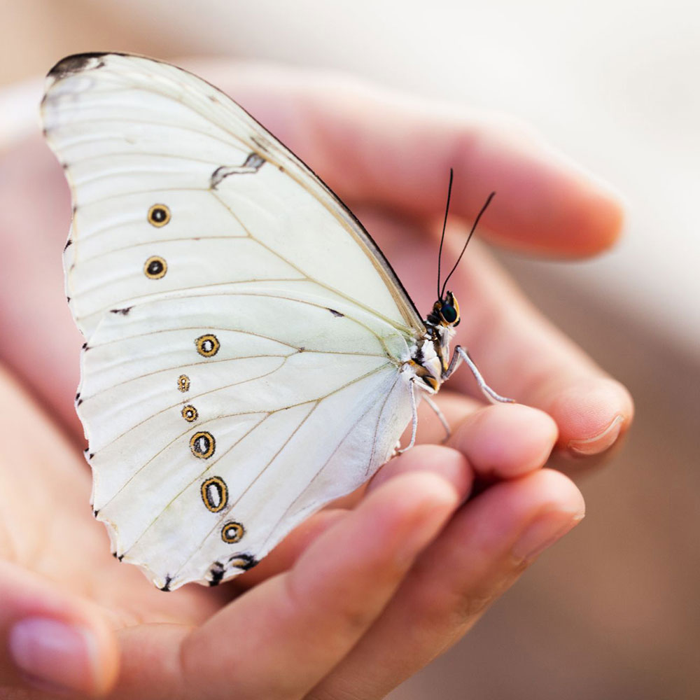 papillon